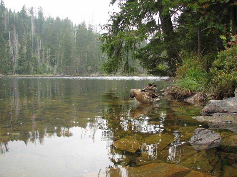 Prášilský jezero