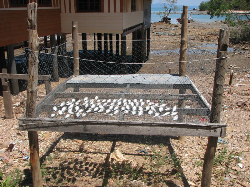 sušení ryb