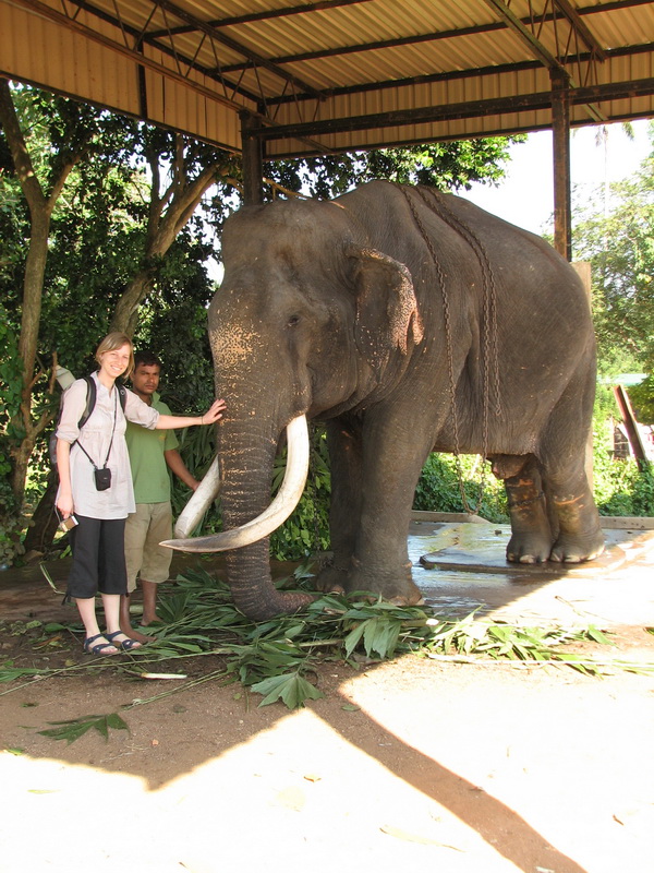 Pinnewala - mamut
