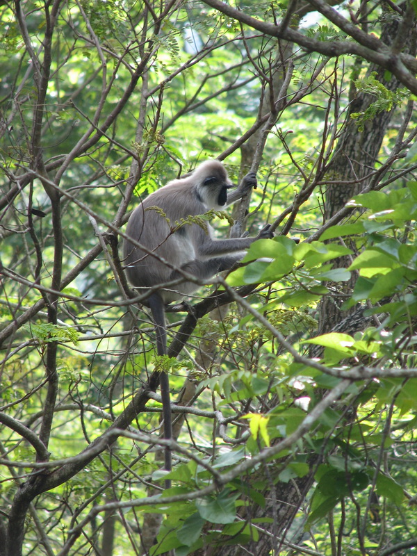 Sigiriya - opičák