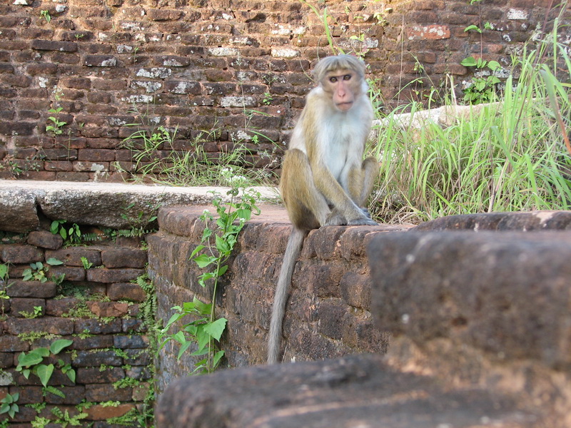 Sigiriya - opice