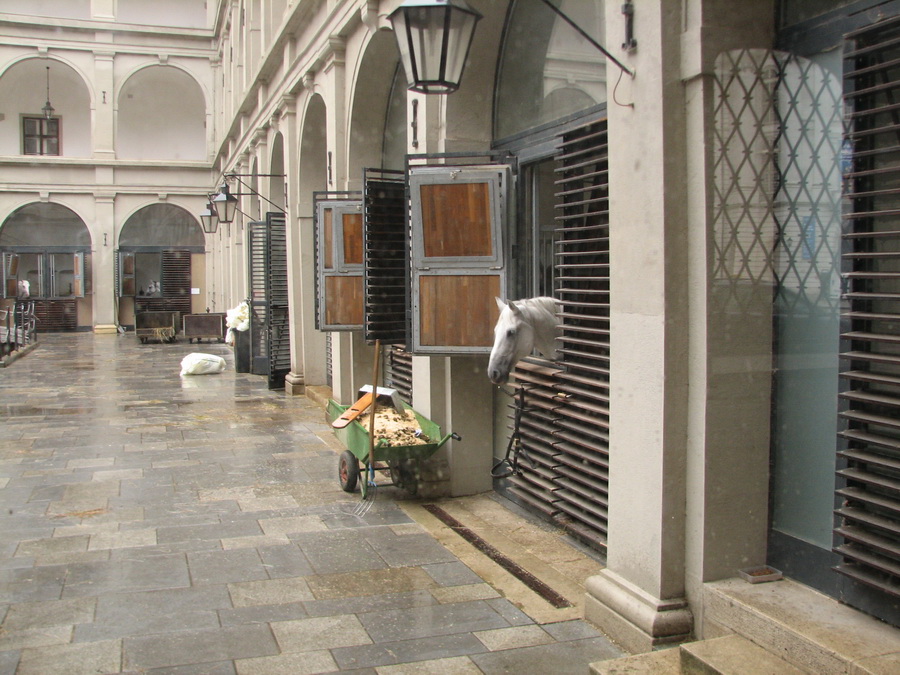 lipicán