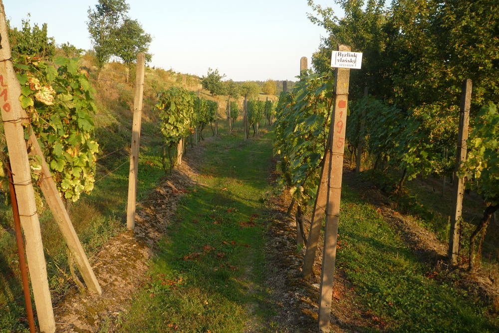 Vinice Šobes - znovínskej vlašák