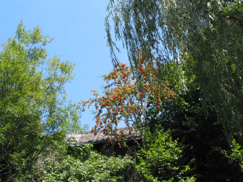 Jeřabiny
