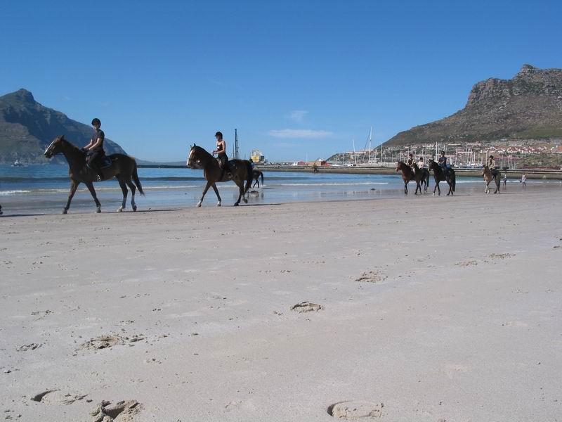 Koně na Hout bay