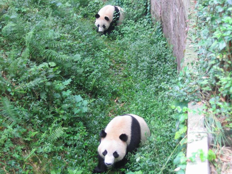 Panda