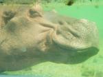 poslední den jsme se vypravili do zoo, kde jsem si zvěčnil hrocha