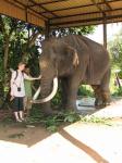 Pinnewala - mamut