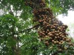 Kandy - botanická zahrada - dělový koule