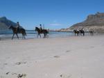 Koně na Hout bay