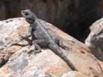 Kapský poloostrov - ještěr