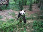 Panda pojídá bambus