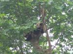 Panda se válí v křesílku Panda se válí v křesílku
