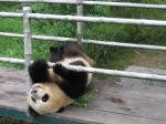 Panda se válí na zádech Panda se válí na zádech