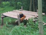 Panda červená už tak populární neni Panda červená už tak populární neni