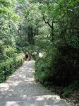 Emei Shan - ivoš se valí do kopce Emei Shan - ivoš se valí do kopce